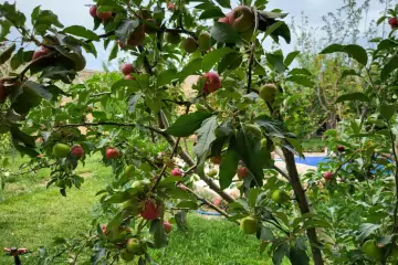 Günlük Kirayə Həyət Evi şabran Rayonunda