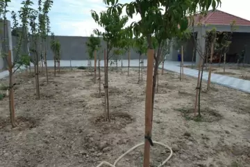 Aylıq Kirayə Bağ Evi Nardaranda