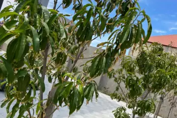 Aylıq Kirayə Bağ Evi Nardaranda