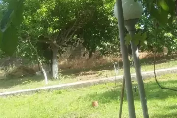 Günlük Kirayə Bağ Evi Abşeron Rayonunda