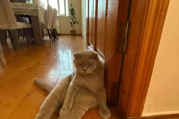 Satılır Həyət Evi Biləcəridə