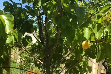 Günlük Kirayə Villa Novxanıda
