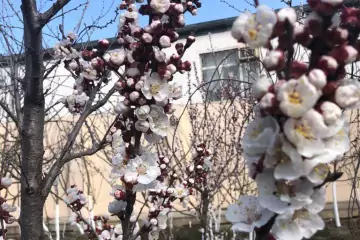 Günlük Kirayə Villa Novxanıda