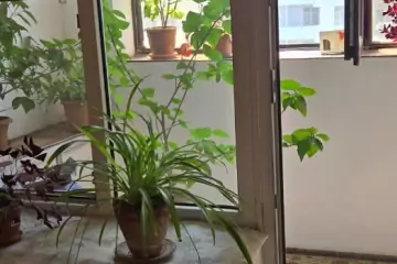 Satılır Köhnə Tikili Gənclikdə