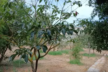 Satılır Villa Buzovnada