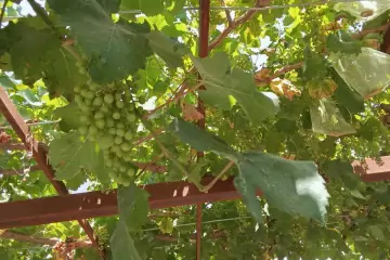 Satılır Həyət Evi Maştağada