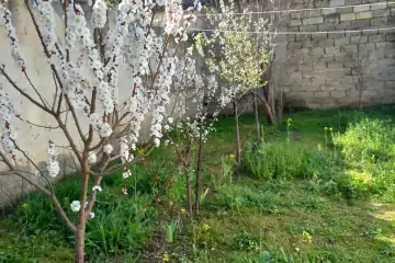 Satılır Həyət Evi Biləcəridə