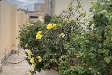 Satılır Bağ Evi Pirşağıda