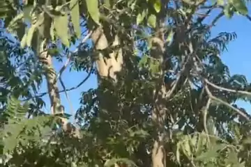 Satılır Həyət Evi Yeni Ramana Qəsəbəsida