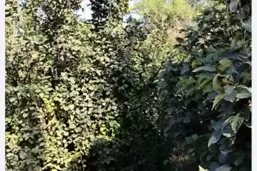 Satılır Torpaq Maştağada
