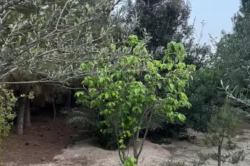 Satılır Bağ Evi Pirşağıda