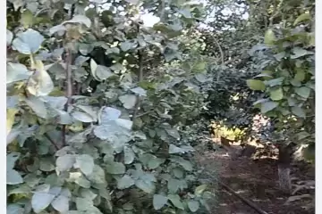 Satılır Torpaq Maştağada