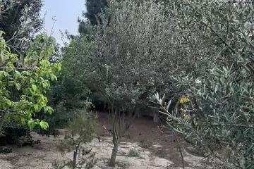 Satılır Bağ Evi Pirşağıda