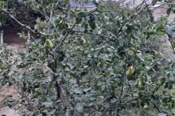 Satılır Həyət Evi Buzovnada
