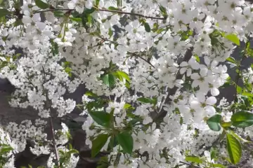 Satılır Həyət Evi Xızı Rayonunda