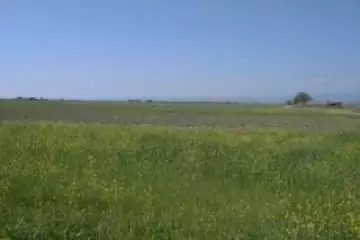 Satılır Torpaq Neftçala Da