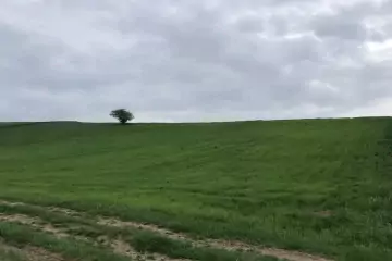 Satılır Torpaq Neftçala Da