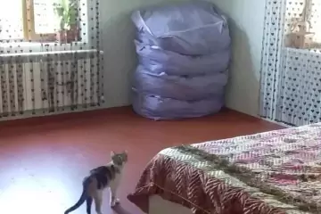 Satılır Həyət Evi Maştağada