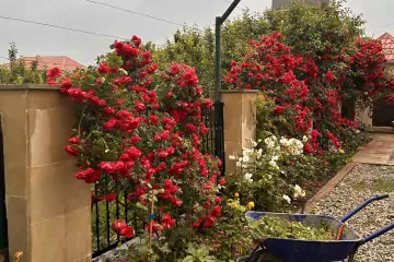 Satılır Həyət Evi şamaxı Rayonunda