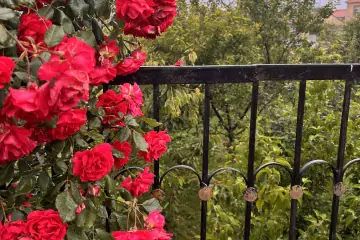 Satılır Həyət Evi şamaxı Rayonunda