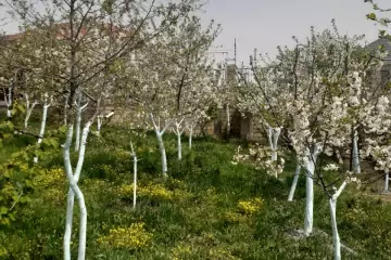 Satılır Həyət Evi şamaxı Rayonunda