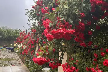 Satılır Həyət Evi şamaxı Rayonunda