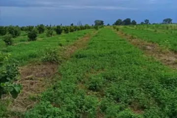 Satılır Torpaq Qusar Rayonunda