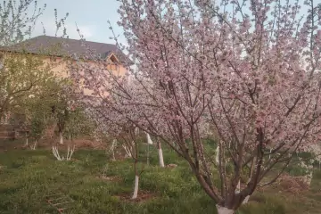Satılır Həyət Evi Sarayda
