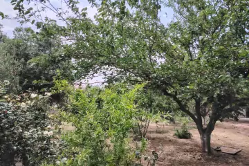 Satılır Həyət Evi Sarayda