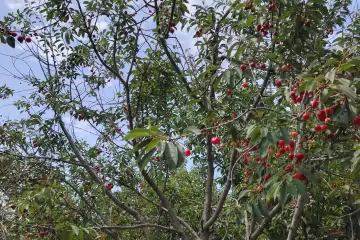 Satılır Həyət Evi Sarayda