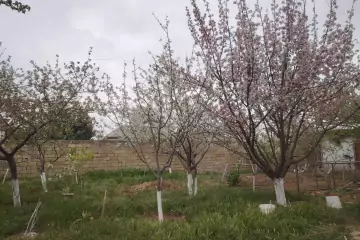 Satılır Həyət Evi Sarayda