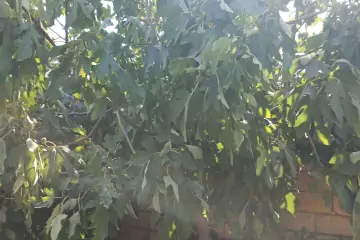 Satılır Həyət Evi Maştağada