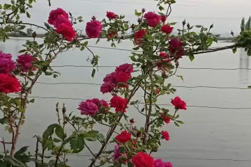 Satılır Torpaq Mingəçevirdə