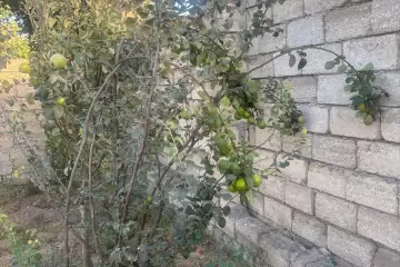 Satılır Torpaq Qalada