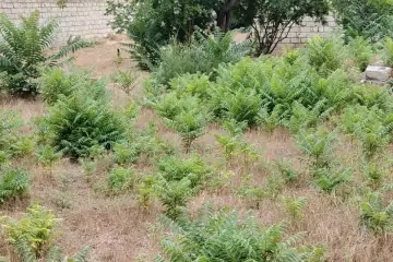 Satılır Torpaq 8-ci Kilometrdə