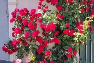 Satılır Həyət Evi Fəhlə Prospekti - Rabocidə
