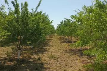 Satılır Torpaq Maştağada