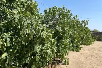 Satılır Torpaq Bilgəhdə