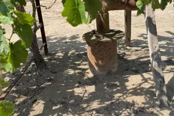 Satılır Torpaq Bilgəhdə