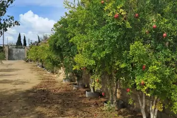 Satılır Həyət Evi Kürdəxanıda