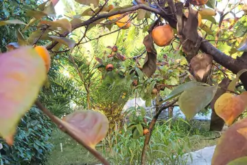 Satılır Bağ Evi Mərdəkanda