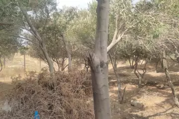 Satılır Torpaq Hacı Zeynalabdin Qəsəbəsində