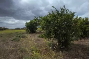 Satılır Torpaq Maştağada