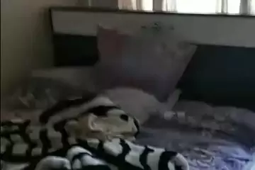 Aylıq Kirayə Köhnə Tikili Bakıxanovda