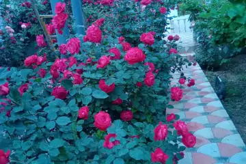 Satılır Villa Göygöl Rayonunda