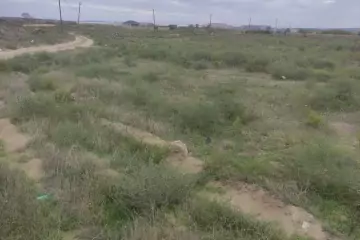 Satılır Torpaq Nardaranda