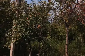 Satılır Həyət Evi Bərdə Rayonunda