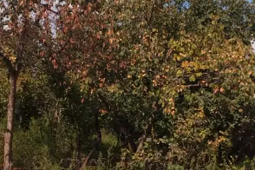 Satılır Həyət Evi Bərdə Rayonunda