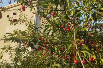 Satılır Həyət Evi Maştağada