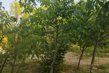 Satılır Həyət Evi Maştağada